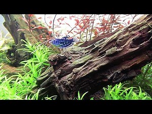 60CM PLANTED AQUARIUM SETUP - Simple Aquascape Setup Step by Step Tutorial