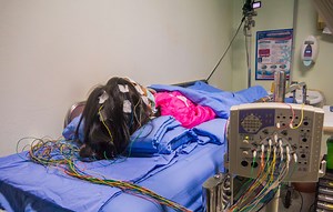 Diagnosis | Epilepsy Foundation