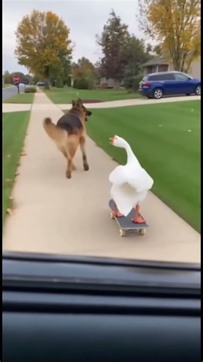 "He's on a SKATEBOARD!" - German Shepherd Chases Goose in Hilarious Video!