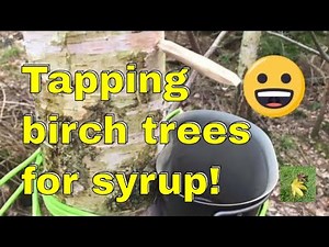 Tapping Birch trees for sap / syrup / water
