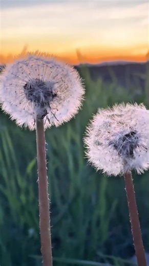 Hallo Mai…Farben, die den Tag verabschieden #shorts #shortsfeed