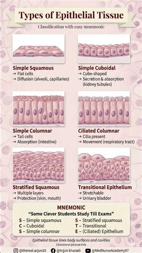 Types of Epithelial Tissue | Classification, Functions & Easy Mnemonic