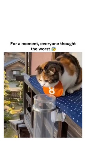 Trending hub !!! | The post shows a video of a calico cat appearing trapped and distressed inside a clear plastic tube on a balcony, quickly falling to the... | Instagram