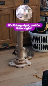 It's Friday and it's party time for #harley with hours of entertainment with my toys! Woop 😁 #kittensofinstagram #kitten #petsagram | Two Calico Kitties