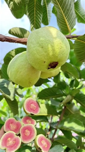 Red Diamond Guava Plant Available contact 7865954764