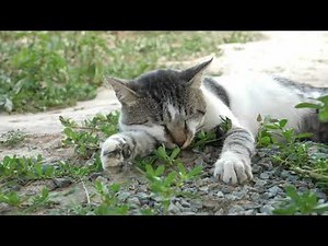 Happy Cat Purring Smoothly. Enjoy this 6 Hours of Cat purring Sounds For Sleep