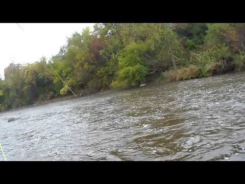 Fighting A King Salmon on a Scientific Angler's 7 wt Fly Rod