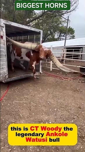 Meet the Bull With Record-Breaking Horns!