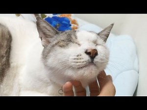 猫を撫でると気持ちいい場所いろいろ