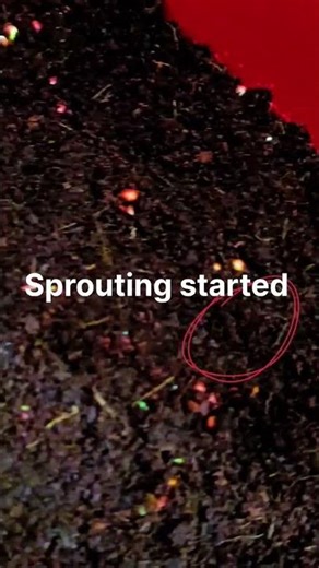 Day 2 – Radish Growth #RadishMicrogreens #microgreensathome #microgreenswithoutsoil