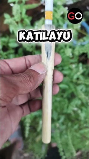 Sudah langka! Yang percaya kayu ini disukai ikan #katilayu #klayu #oncekatilayu