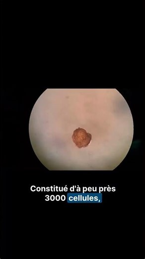 Un robot fait de cellules de grenouille : le Xénobot est là !