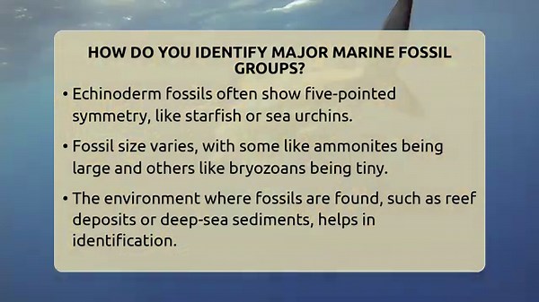 How Do You Identify Major Marine Fossil Groups? - The Marine Life Explorer