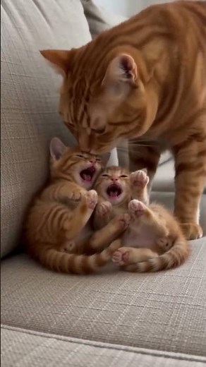 Kitten Tantrum Gets INSTANT Discipline 😹 #CatTantrum #FunnyCats #Kittens