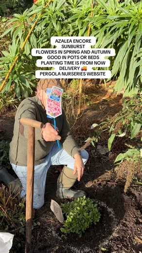 #add WEBSHOP https://pergolanurseries.ecwid.com Azalea Encore Sunburst flowers in spring and autumn with large pink flowers with a hint of cream at the edge .Hardy and evergreen Height approximately 50 cm .Perfect in pots, beds or rockeries. . Planting time is from now . Available in WEBSHOP https://pergolanurseries.ecwid.com ALL IRELAND DELIVERY 🚚 32 Counties Pergola Nurseries Garden Corner, Virginia, Co Cavan “A gardeners oasis of quality plants “ Open Tuesday to Saturday 10.3-5 Open Sundays 