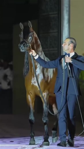 The Most Amazing Horse in the World