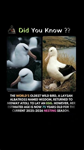 THE WORLD'S OLDEST WILD BIRD, A LAYSAN ALBATROSS 😱😱 #albatross #facts #shorts