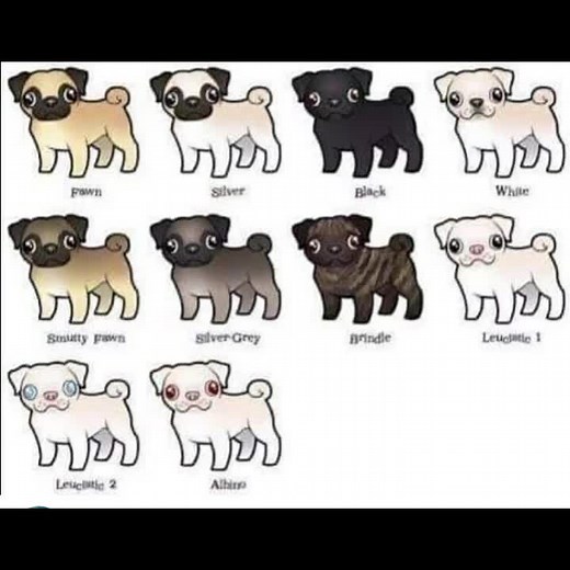 Colores de Pugs: Descubre la variedad única de colores en los adorables pugs