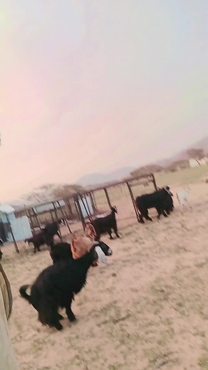 ramzan pardasi على TikTok