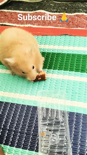 Hamster🐹#julie#Cake🧁 khate hue #petlover