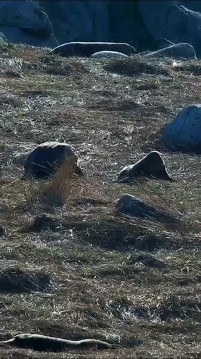 When no means no 🦭 This persistent male took the rejection well. | explore.org