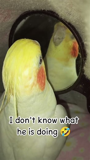 cocatail bird playing with mirror 🪞#shorts #funny