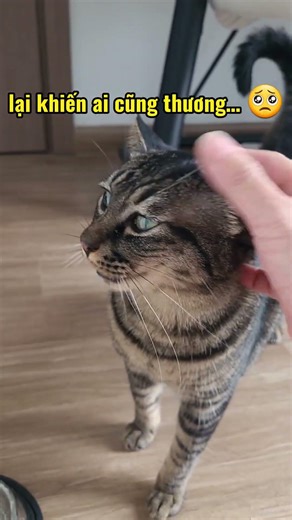 Tại sao Mèo Méo không thích được cưng? 😿 #cat #meomeo #dongvat #cute
