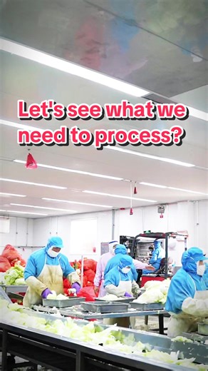 “Watch This Cabbage Processing Line in Action! 🥬✨”#CabbageProcessing #FactoryProcess #FoodProduction #OddlySatisfying #ProcessVideo