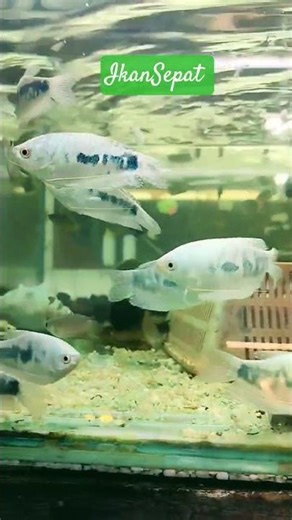 Sepat Blue#fish 🎏