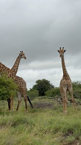 Watch this majestic Tower of Giraffe. #giraffe #wildlife #nature #safari #krugernationalpark | Kruger Gone Wild Safaris