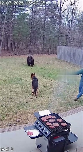 Brave German Shepherd vs Bear 🐻