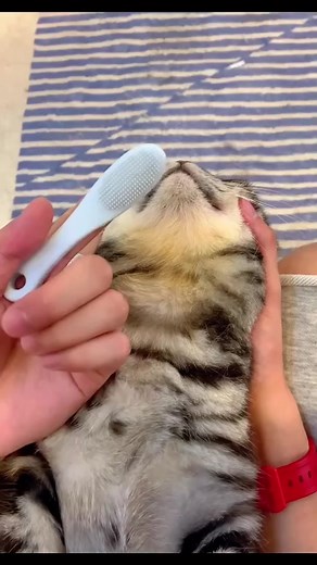 Does your cat have a black chin?#cat #cats #pet #pets #fyp #foryou #foryoupage #petsupplies #catsoftiktok #catlover