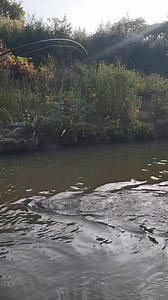 1.2M views · 13K reactions | Headshake salmon, give a good fight. #salmon #ontario #fish #fishing #salmonfishing #nature #follower #TopFans | Fish & Fisherman | Facebook