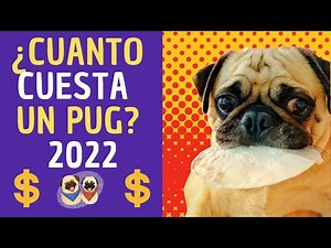 💖✅💥Want to know the price of a Pug dog? We'll tell you here...