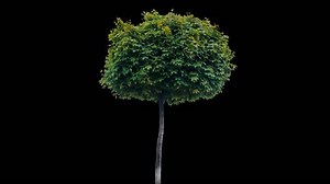 High Quality 10bit Footage Maple Tree Stock Footage Video (100% Royalty-free) 12593174 | Shutterstock