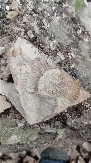 ammonite #dino #paleontology #geology #ammonite #ammonite #fossils