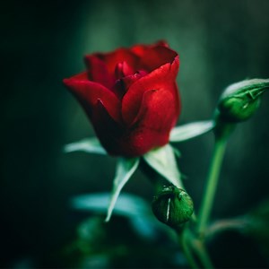 Roses - Complete: Song Lyrics, Music Videos & Concerts