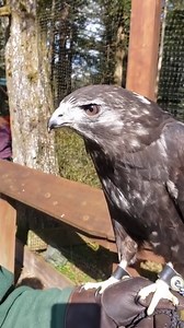 6.6K views · 870 reactions | Kily, a Harlan's Red-tailed Hawk, enjoying a snack while working with one of our Avian Care Specialists on the glove. Common prey for Red-tailed Hawks include voles, mice, rats, rabbits, snowshoe hares, jackrabbits, ground squirrels, pheasants, bobwhite, starlings, and blackbirds; as well as snakes and carrion. | Alaska Raptor Center | Facebook