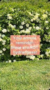 Just a little tidbit so you don’t sound like a fool when your grandma or the ladies from the garden club are around 🤣 #viburnum #viburnumarenothydrangeas #hydrangeas #styleblueprint #springinthesouth | StyleBlueprint