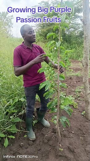 Growing Big Purple Passion Fruits in Uganda