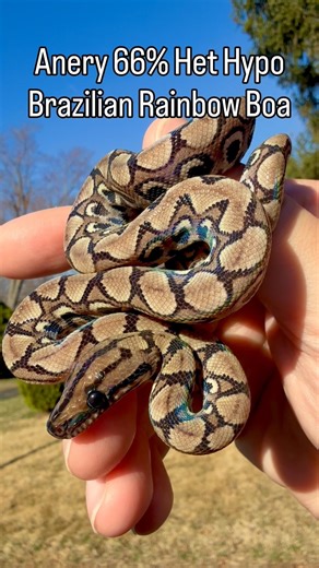 Anery Brazilian Rainbow Boa
