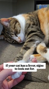 56K views · 18K reactions | Signs that your cat has a fever.  #catfever #cathealth #catfacts #cat #cats_of_instagram | oreoandpumpkinspice | Facebook