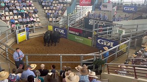 2022 ROCKHAMPTON BRANGUS BULL SALE Neville and Megan Hansen of Oaklands Brangus & Brahmans presented Lot 2️⃣5️⃣6️⃣ Oaklands Johnny (P)which sold to Lunar Brangus of Emerald for $1️⃣0️⃣0️⃣0️⃣0️⃣0️⃣ For more results from the sale click here ⬇️ https://rlx.nextlot.com/public/ Australian Brangus Cattle Association Elders Stud Stock | Central Queensland Livestock Exchange - CQLX