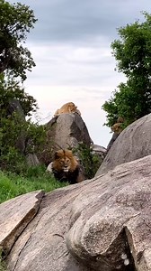 King Of Namiri Plains & Pride! Beautiful sighting of the impressive Snyggve with his family. Serengeti National Park, Tanzania 🇹🇿 - Photographer Credit - King Ogren instagram.com/kingogren | Lion sightings