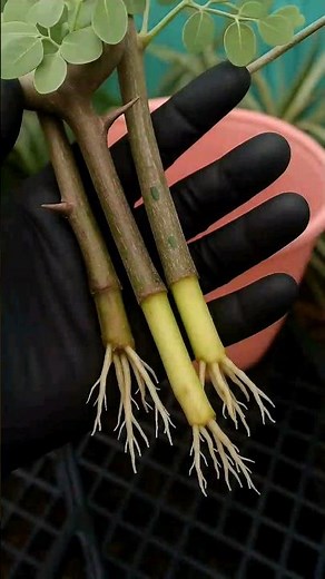 "Grow Moringa at Home FAST! 🌱 Secret Method You Need to Try!