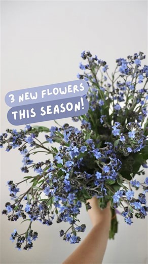 Jenna Meadows | Meadows Flower Farm | Newbies on my flower farm and what I thought about growing them. 😊 Cynoglossum - aka tall forget me nots for cut flower use! Adorable... | Instagram