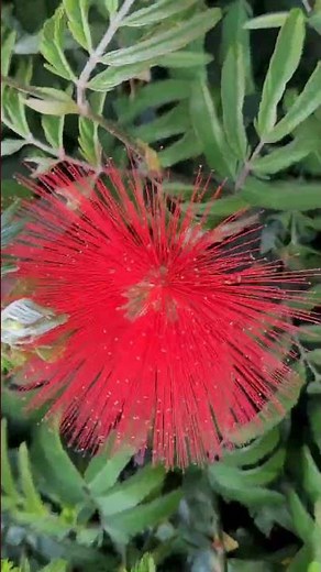 Flor caliandra vermelha #nature #flowers #garden #plants #beautiful.‪@andersonmalu.‬