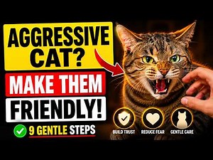 How to Calm an Aggressive Cat Without Punishment