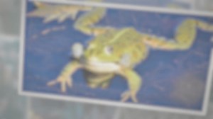 Can You Grow Mangoes In The UK? - Garden Doctor