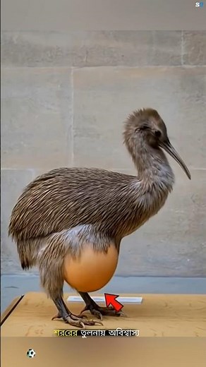 How does this tiny bird lay such a big egg? 😱🥚 #facts #ytshorts #trending